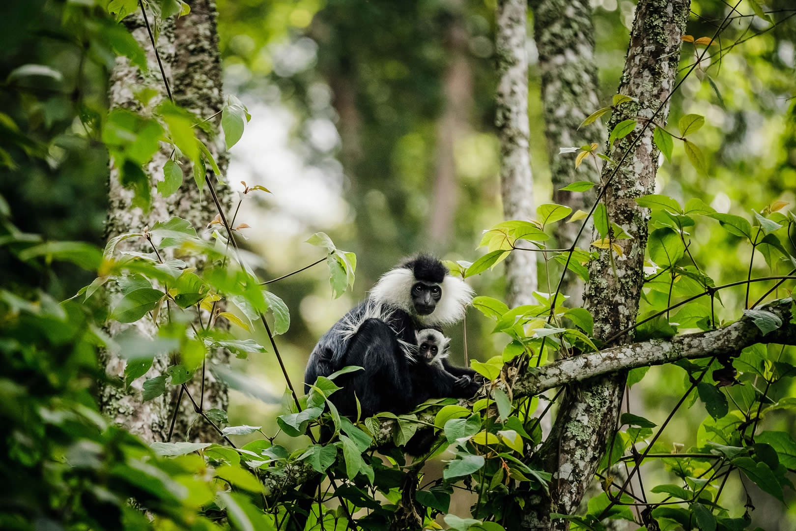 Nyungwe Forest National Park - Tripscapers Africa