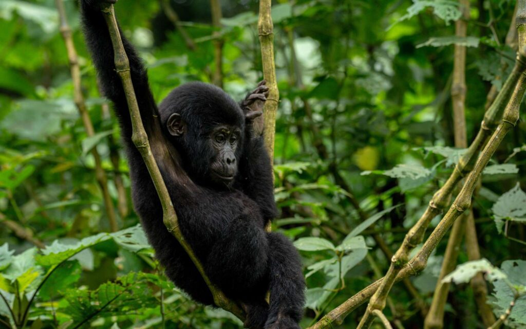 Gorilla Habituation Experience in Bwindi Impenetrable National Park