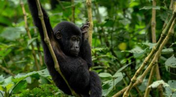 Gorilla Habituation Experience in Bwindi Impenetrable National Park