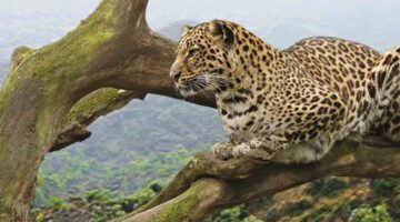 Game Safaris in Rwanda