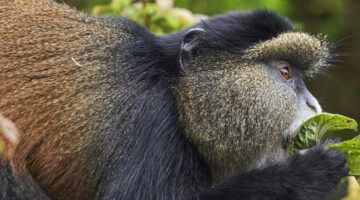 Golden Monkey Trekking in Uganda and Rwanda