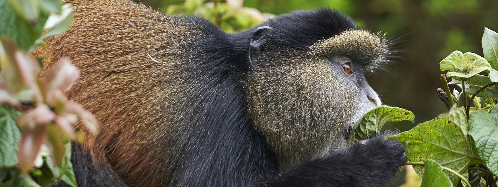 Golden Monkey Trekking in Uganda and Rwanda