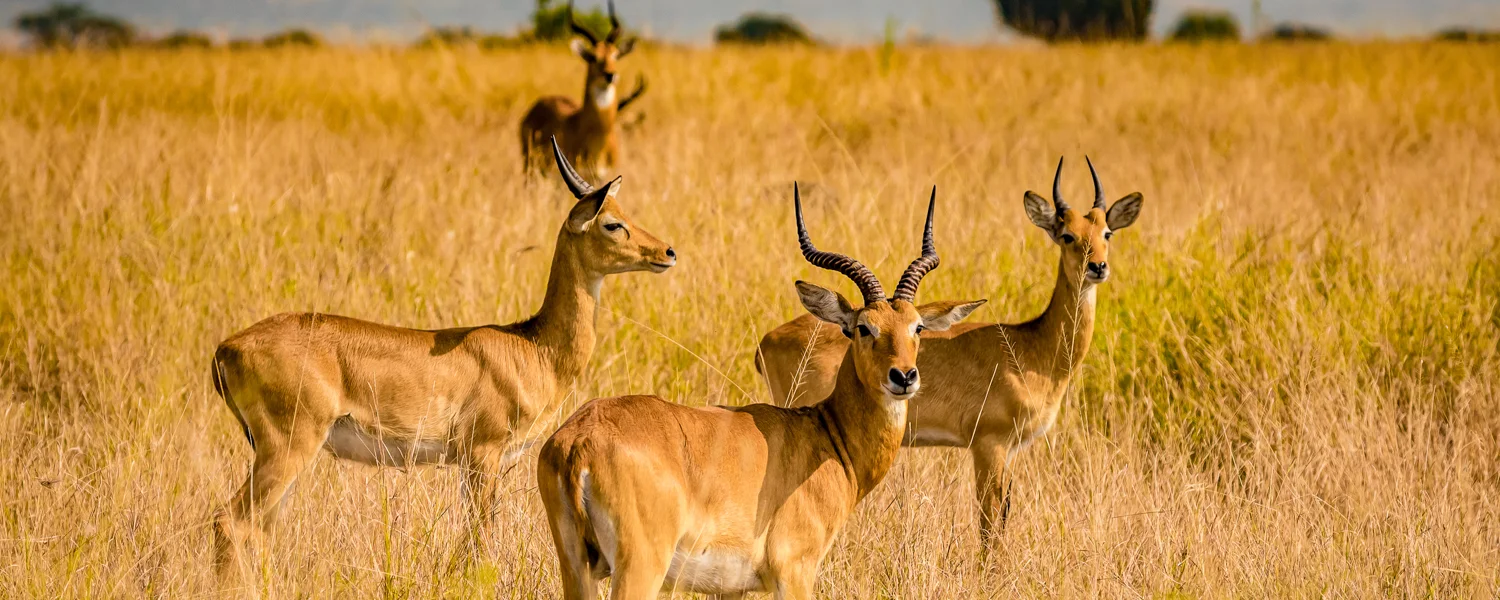 Wildlife safaris in Uganda